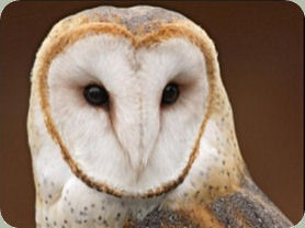 Barn Owl